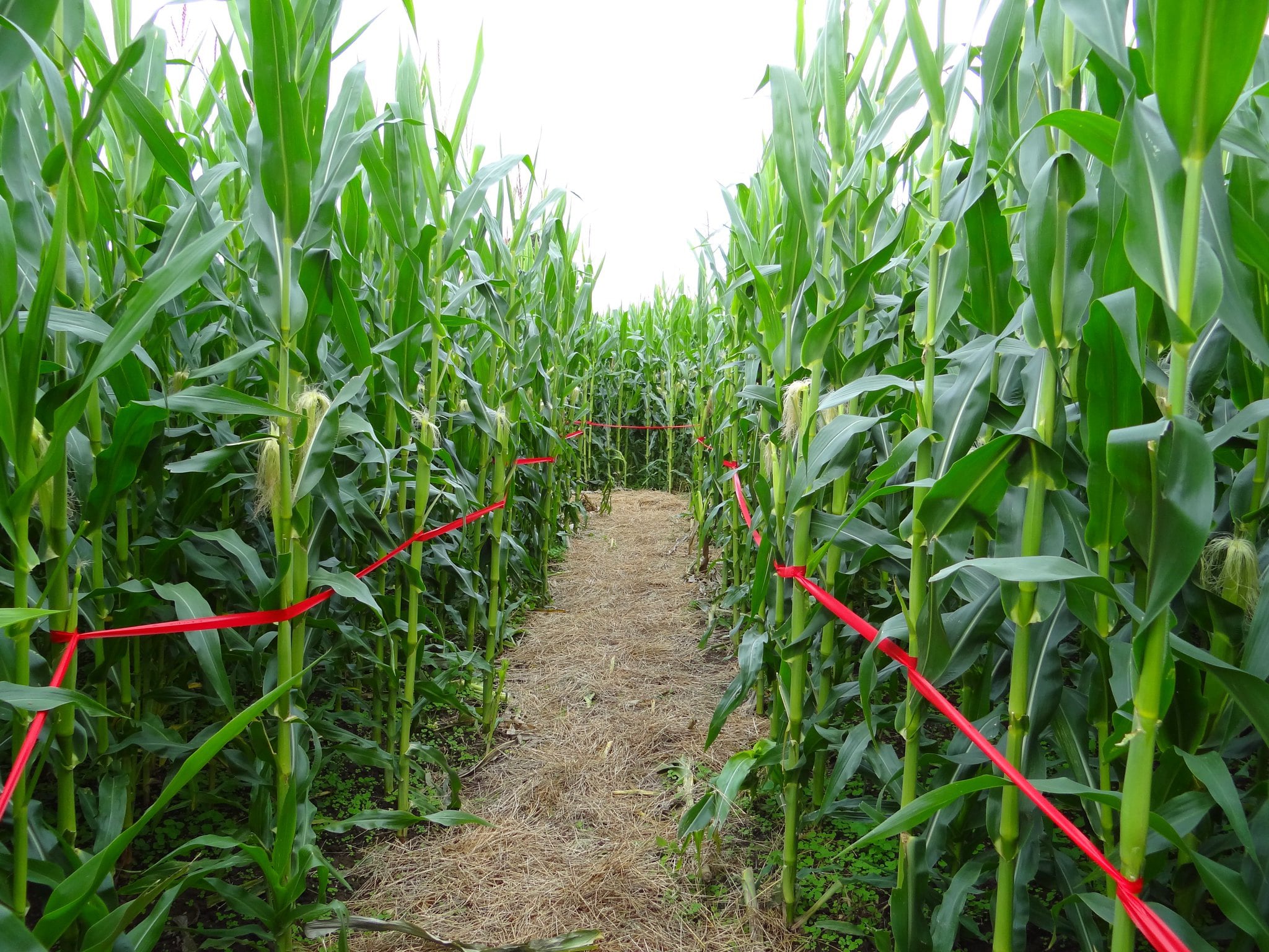 horizontal photo showing a corn maze path with red tape along the corn, which is young and very green, but quite tall