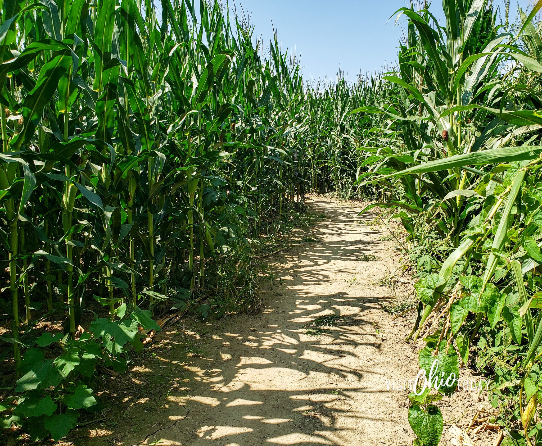 dirt path going through corn maze