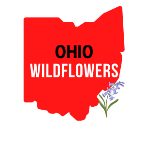 Ohio Wildflowers