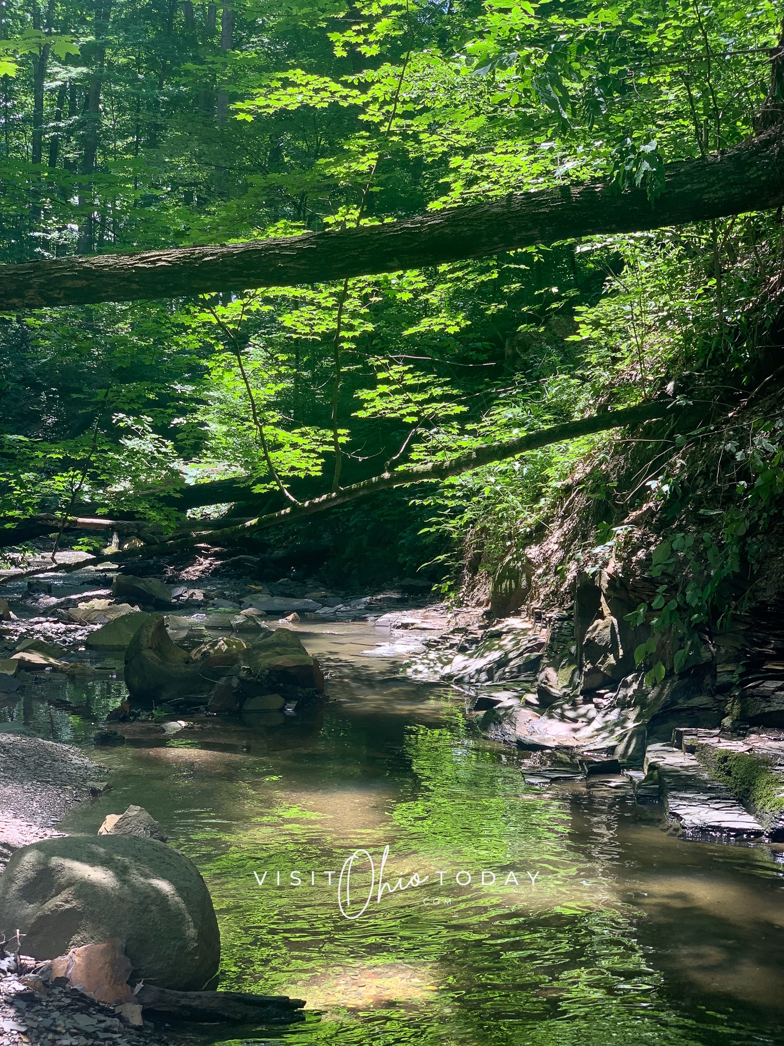 vertical photo showing a shallow part of the river with shale rock formations either side and trees with branches hanging over the water