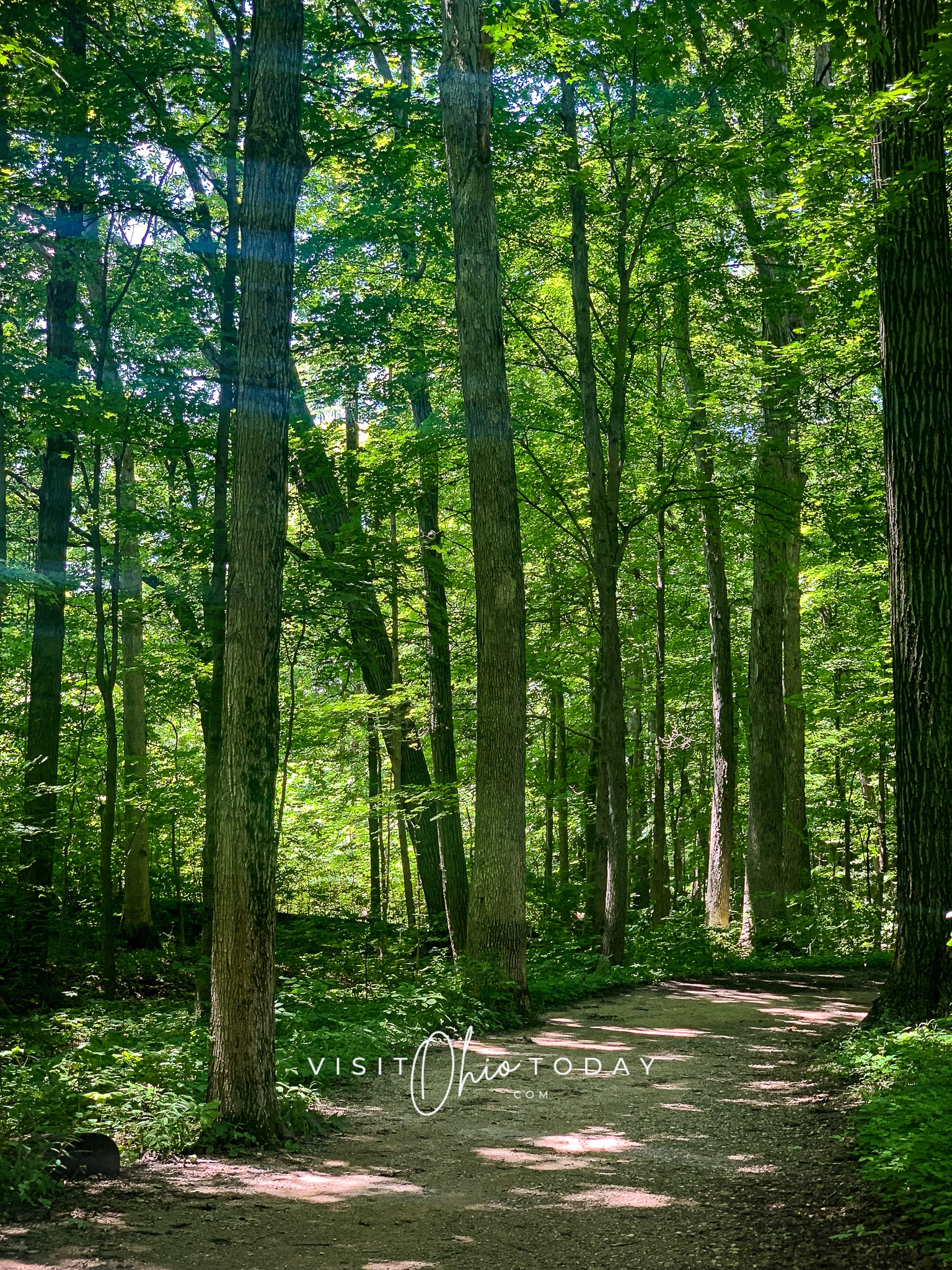 vertical photo showing a trail path through trees, with the sun creating a dappled pattern on the ground