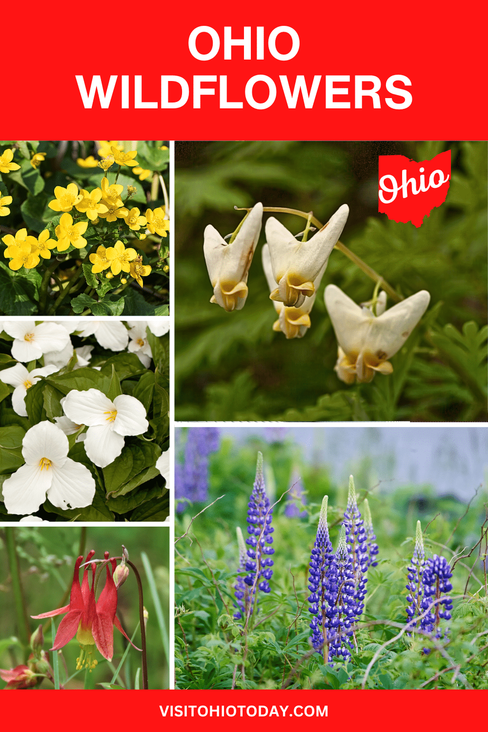 With all its beautiful parks and preserves, there are a lot of wildflowers in Ohio. If you are in Southern Ohio, the season starts in early April; if you’re in Northern Ohio, the season starts in early May, and the season for most Ohio wildflowers is very short.