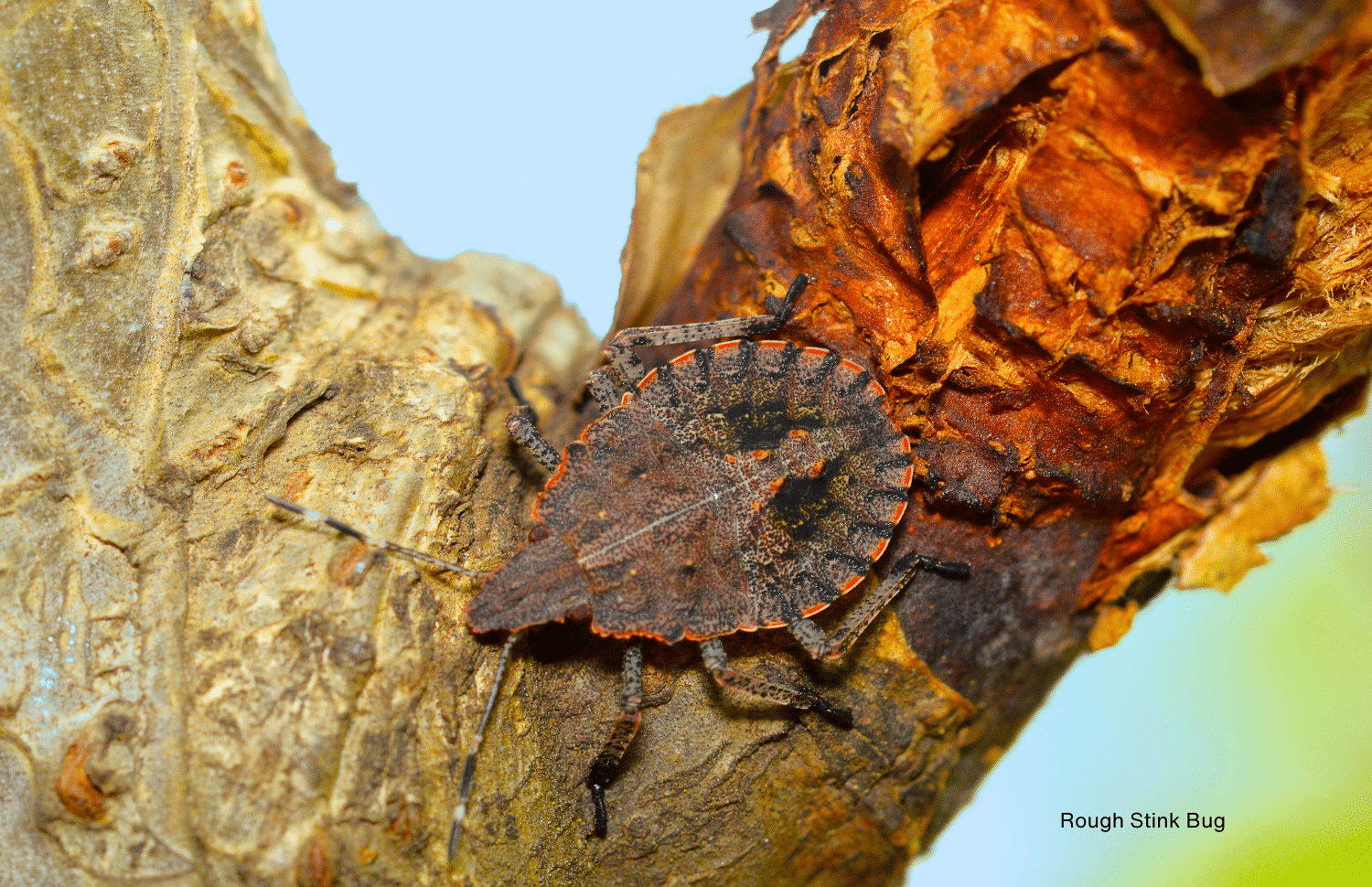 horizontal image of a rough stink bug on a piece of bark