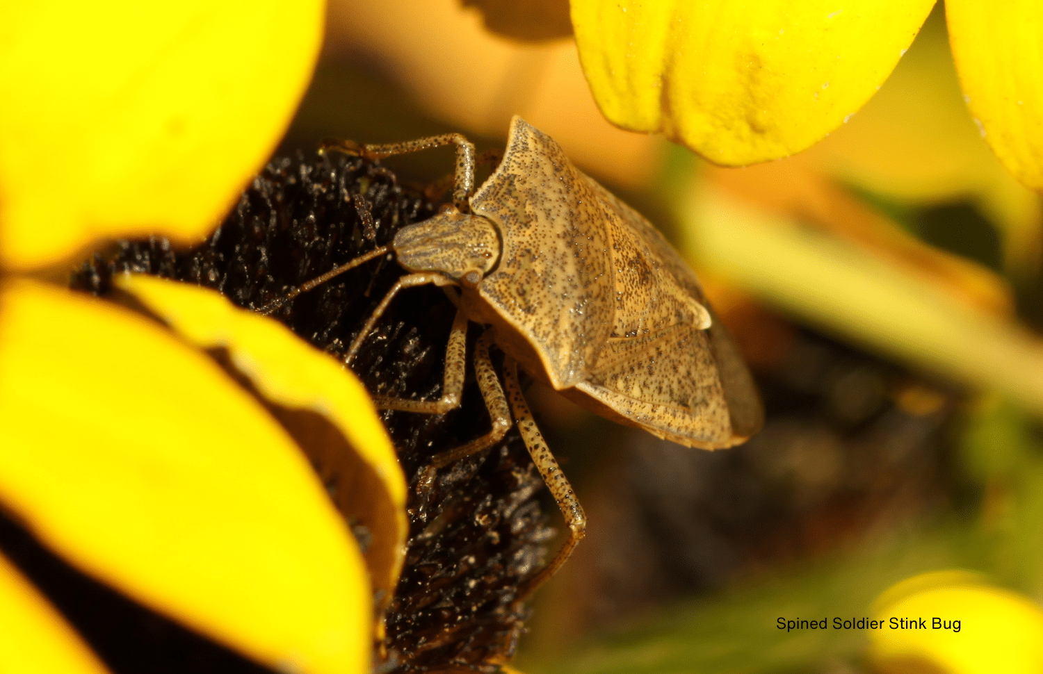 horizontal image of a spined soldier stink bug on some yellow folliage