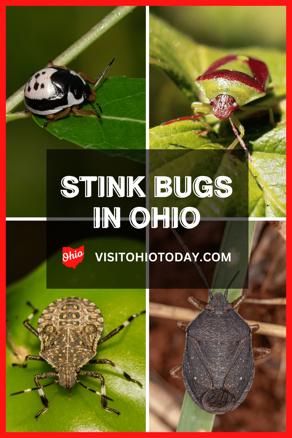 Stink Bugs are an invasive species that have only been in the United States for 25 years. In Ohio there are a variety of species of stink bugs and below are nine of the stink bugs that live in Ohio.