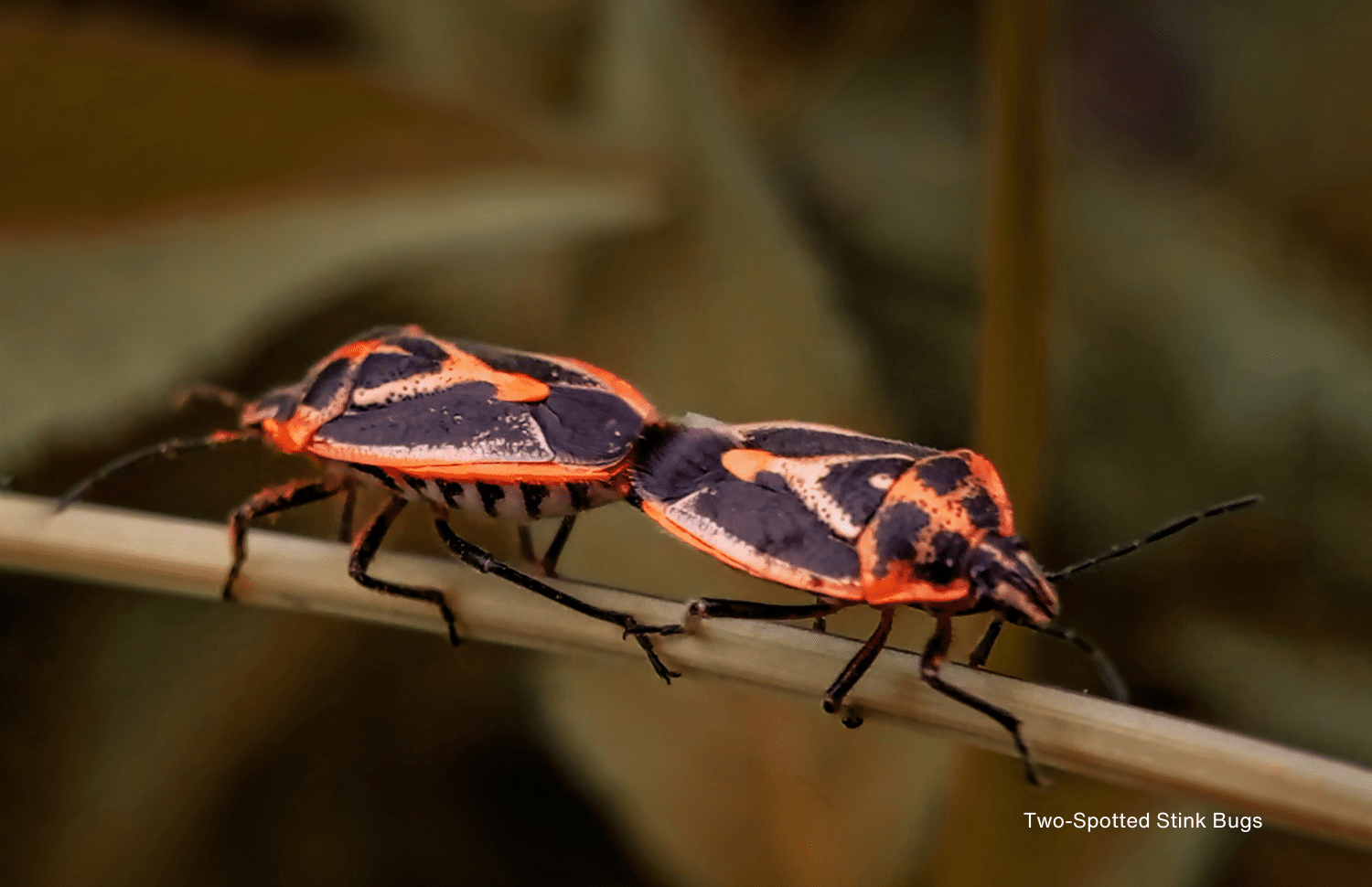 horizontal image of two two-spotted stink bugs on a twig