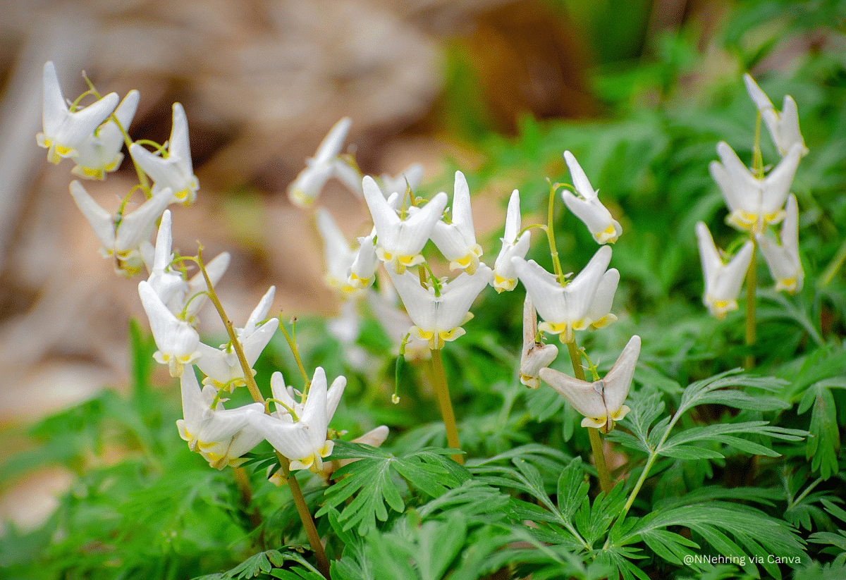 horizontal photo of a cluster of Dutchman's Breeches wildflowers