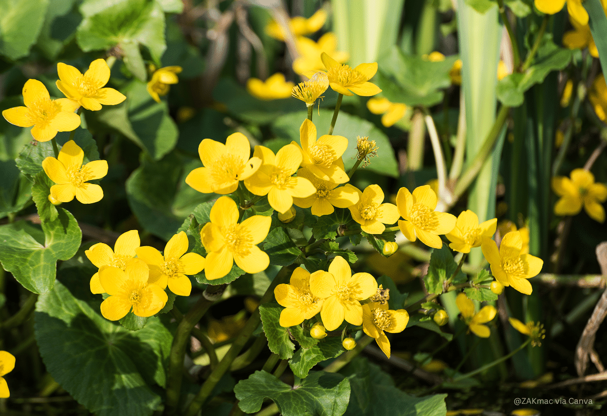 horizontal image of a mass of marsh marigolds in full bloom