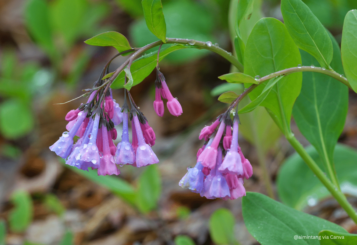 horizontal photo of two clusters of virginia bluebells just starting to open