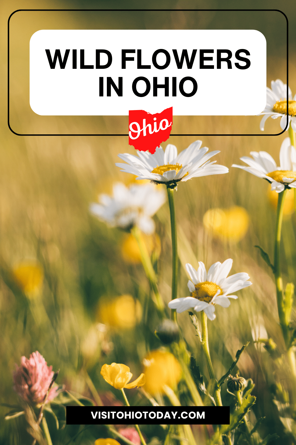 vertical image with a photo of white, yellow, and pink wildflowers with a white box at the top containing the text Wild Flowers in Ohio