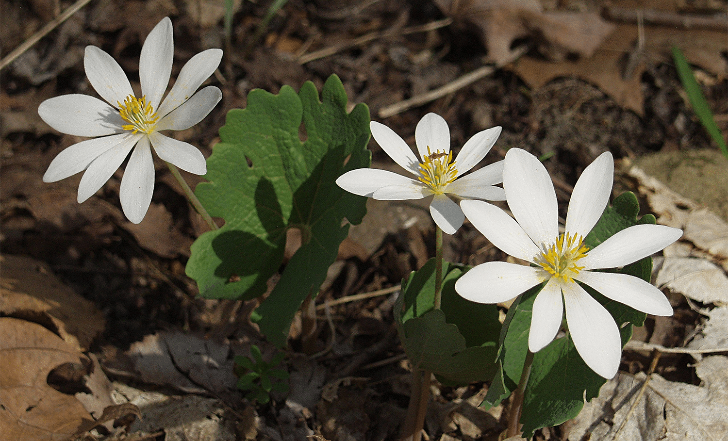 horizontal photo of Bloodroot wildflower growing through a bed of dead leaves