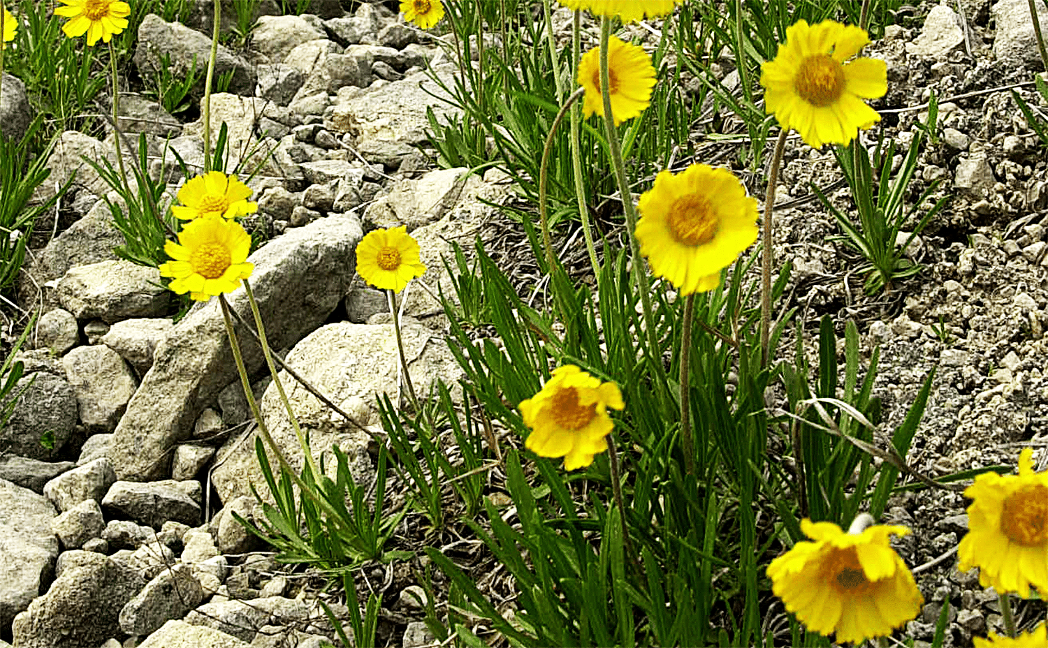 horizontal photo of lakeside daisies growing amongst rocks