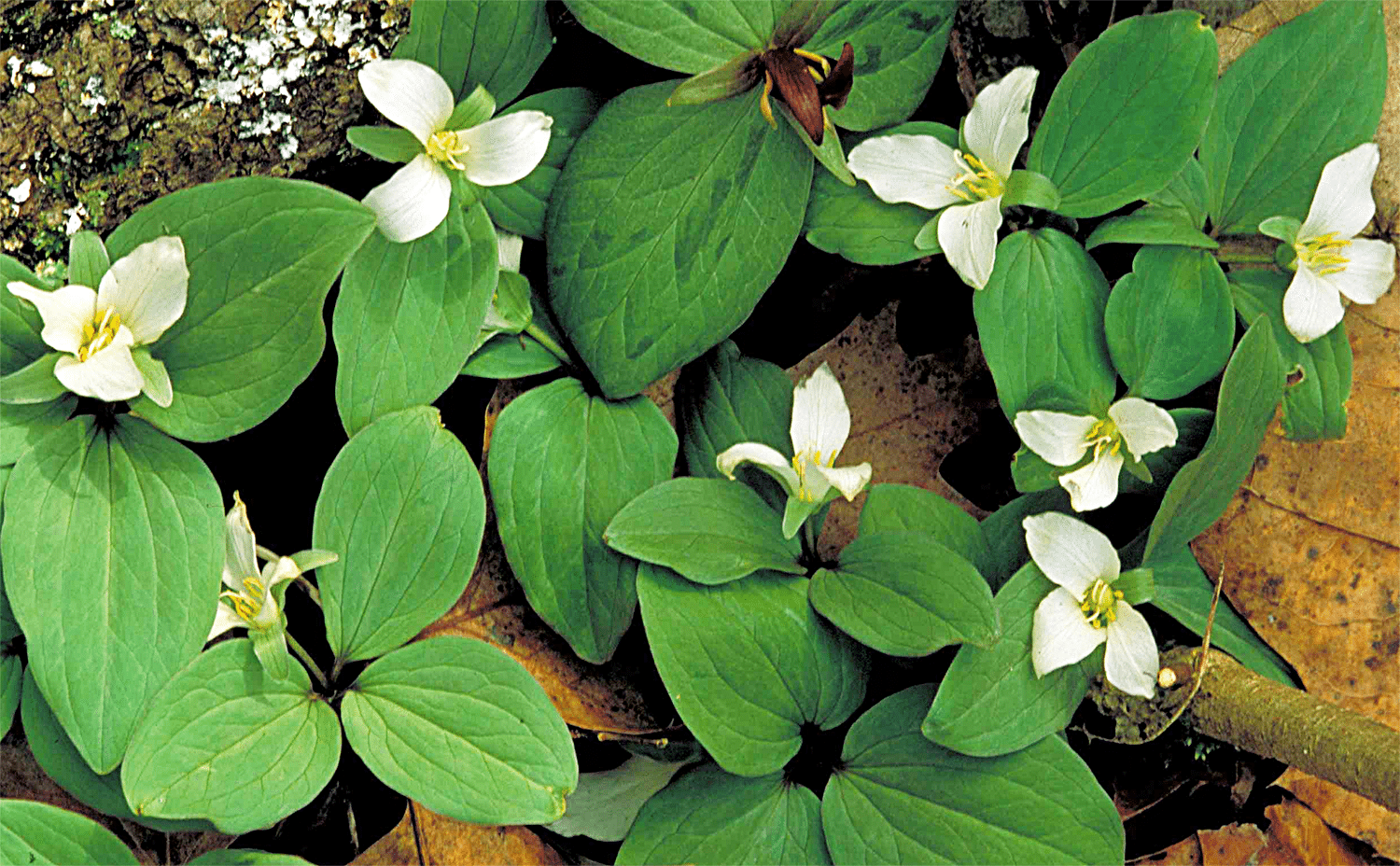 horizontal photo of some white snow trillium wildflowers growing in a bed of dead leaves