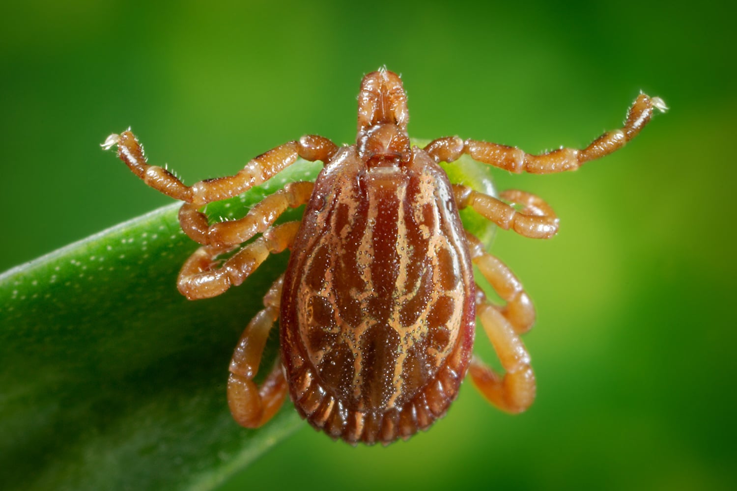 horizontal photo of a brown dog tick on a leaf with a green background - Ticks in Ohio Image credit: Tick Safety on Flickr