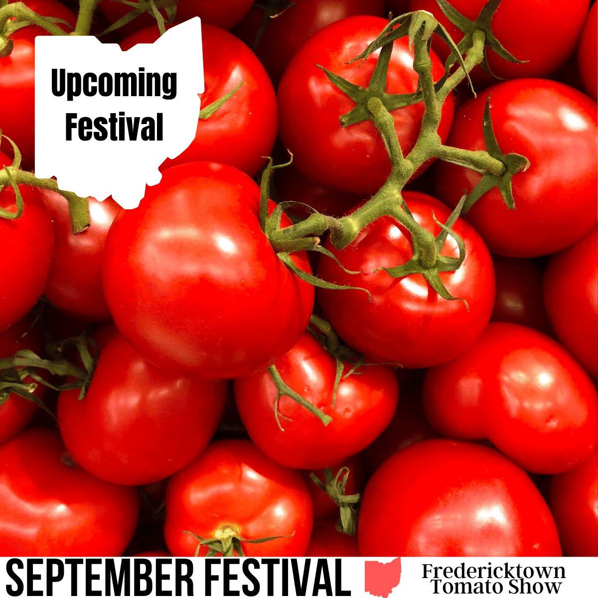 square image of vibrant red cherry tomatoes attached to the vine with a white ohio map with upcoming festival text and a white strip at the bottom with text september festival fredericktown tomato show