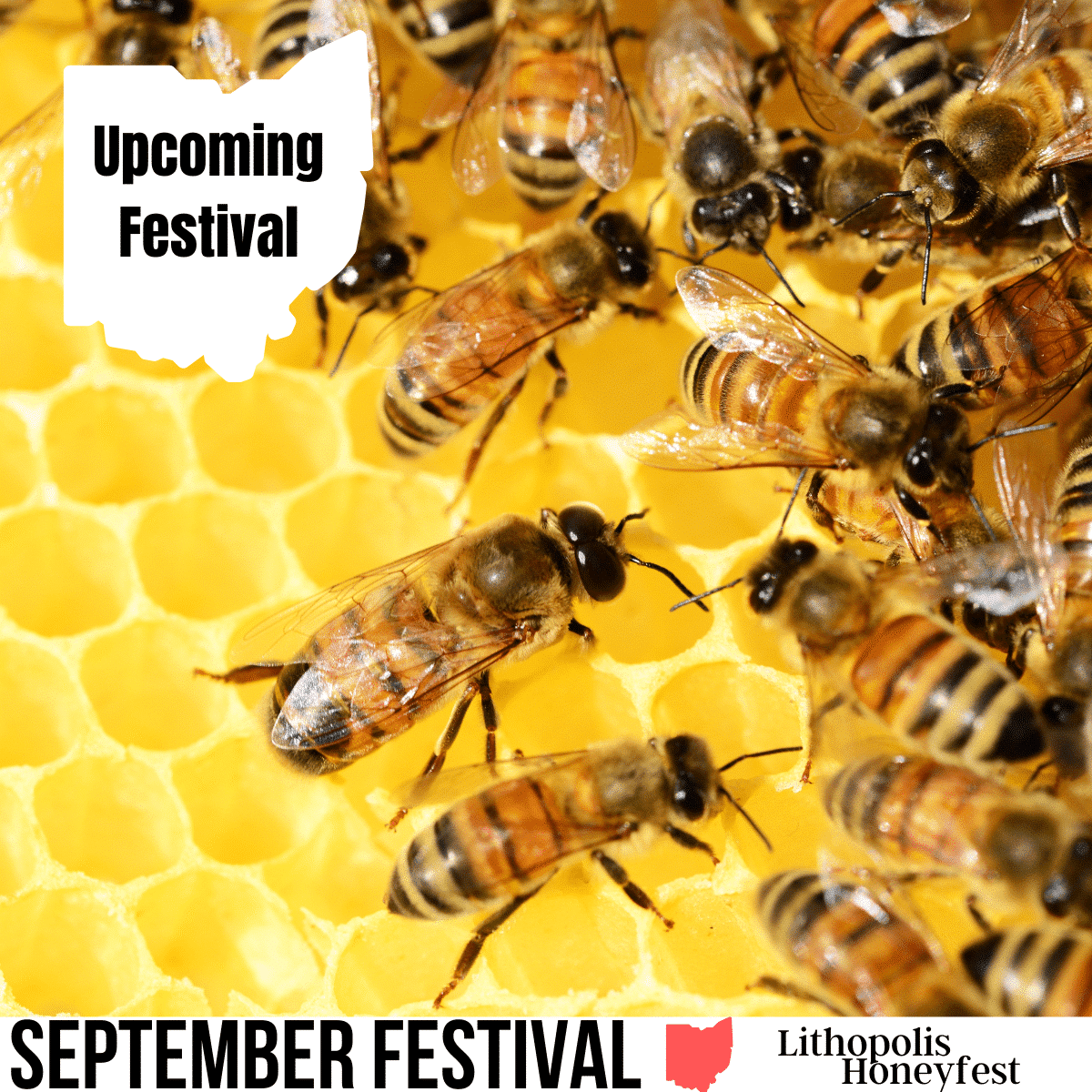 honeycomb with bees crawling on it. Words upcoming event, september festival and honeyfest, made on canva pro lincense, image was free no credit needed