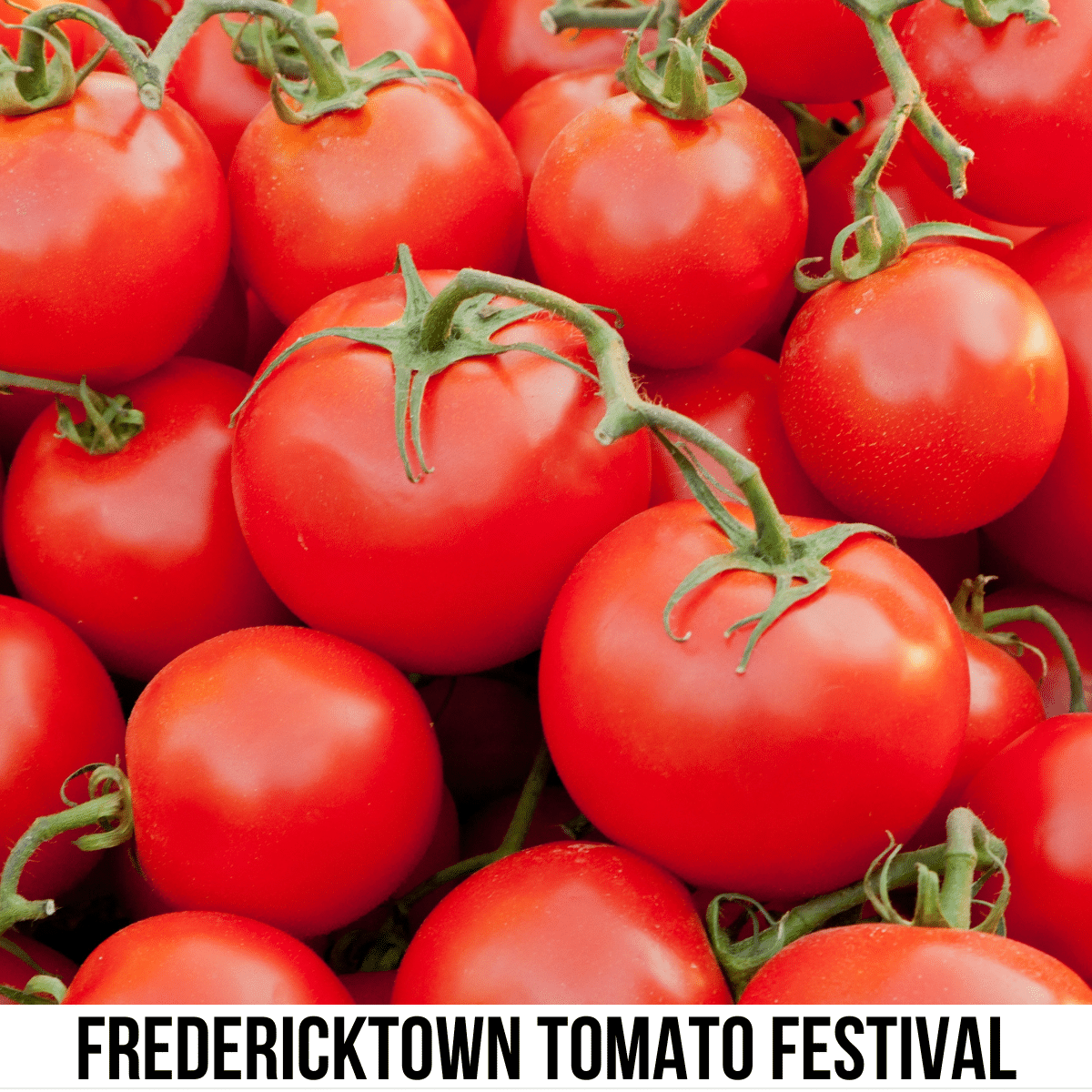 square image with a photo of a pile of ripe tomatoes. A white strip across the bottom has the text Fredericktown Tomato Festival
