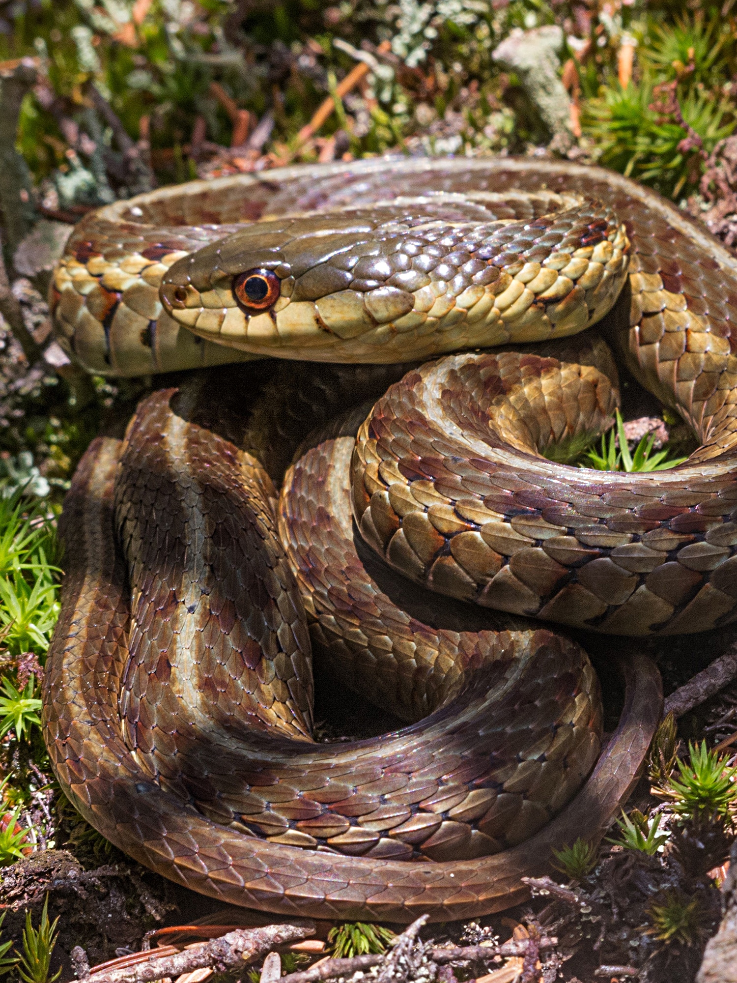 Vertical photo of a garter snake curled up on some green foliage