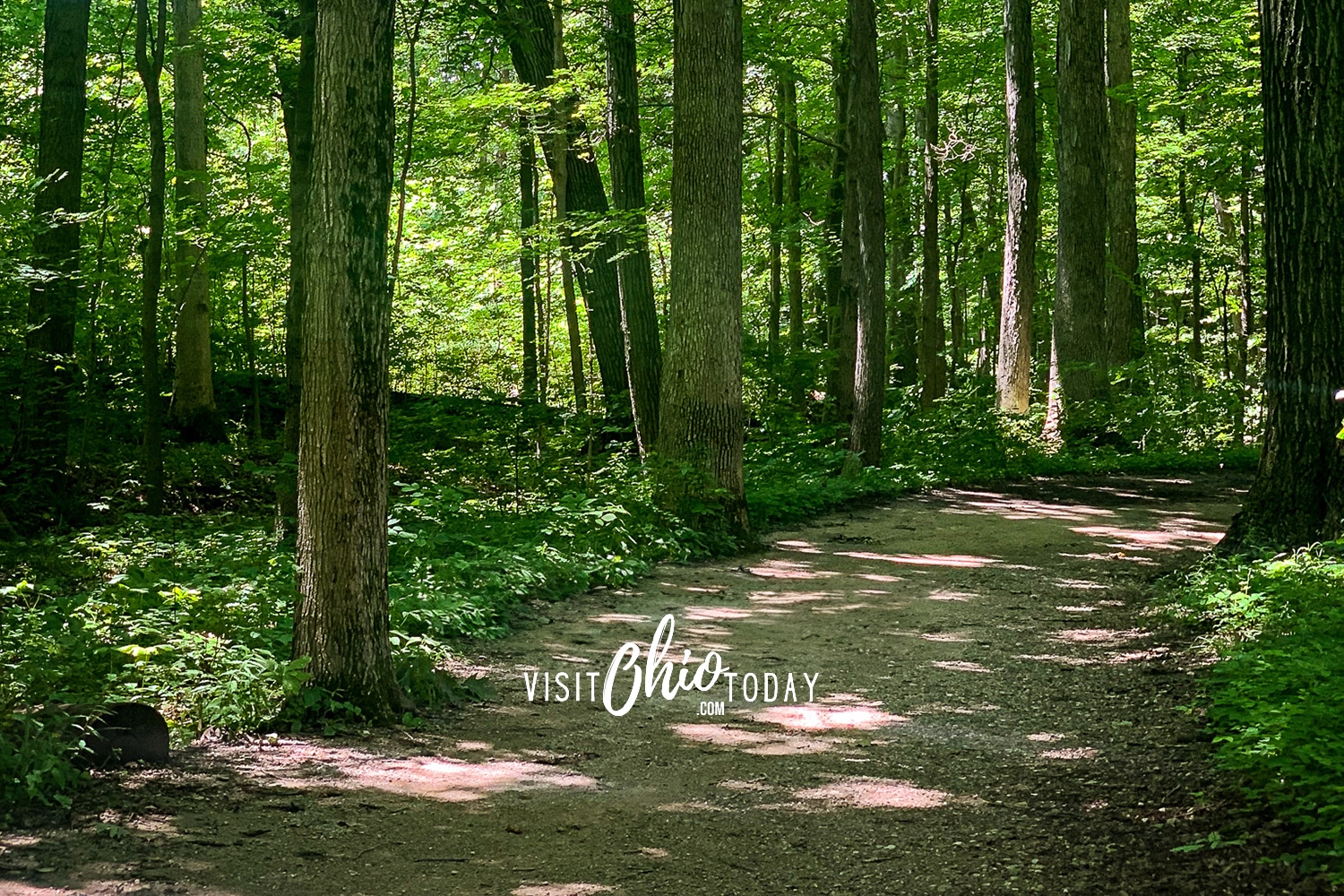horizontal photo showing a trail path through trees, with the sun creating a dappled pattern on the ground Photo credit: Cindy Gordon of VisitOhioToday.com