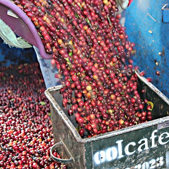 square photo of coffee beans going from a chute into a crate. Image courtesy of Lofts Coffee Company and Roastery