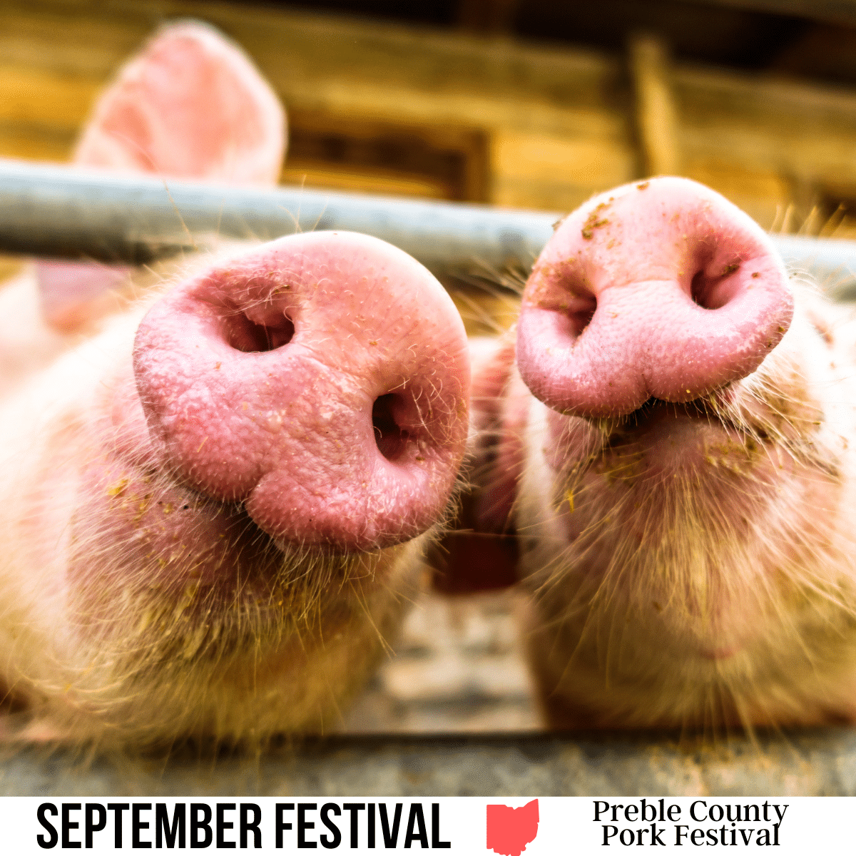 square image with a close-up photo of the snouts of two pigs. A white strip across the bottom has the text September Festival. Preble County Pork Festival