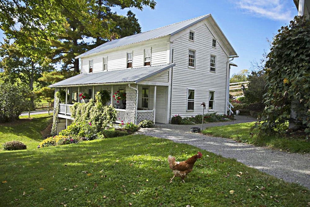horizontal photo of Yoder's Amish Home in Millersburg, with a chicken running around the front
