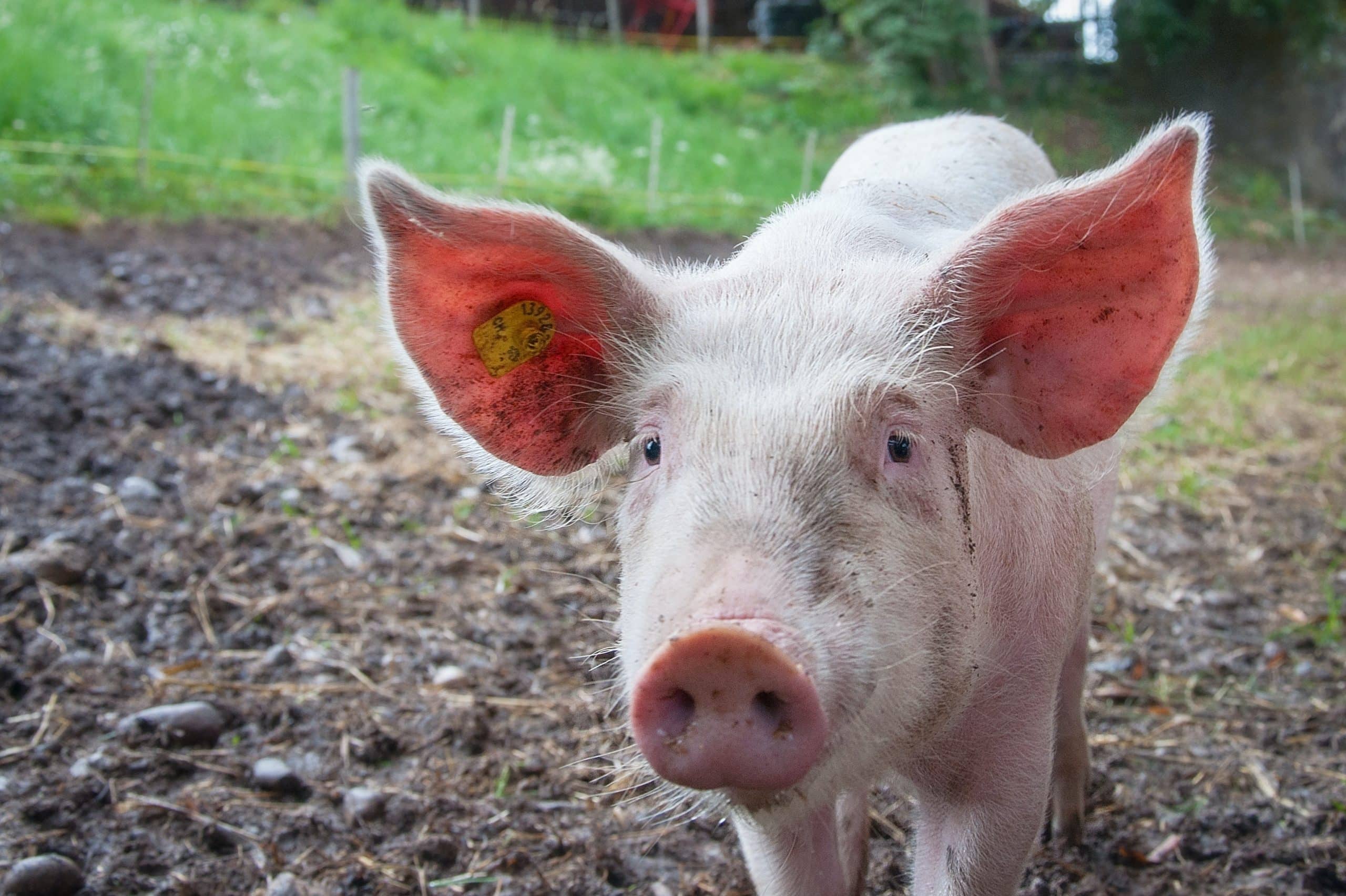 Face of pig standing in mud  Photo by mali maeder: https://www.pexels.com/photo/white-pig-110820/