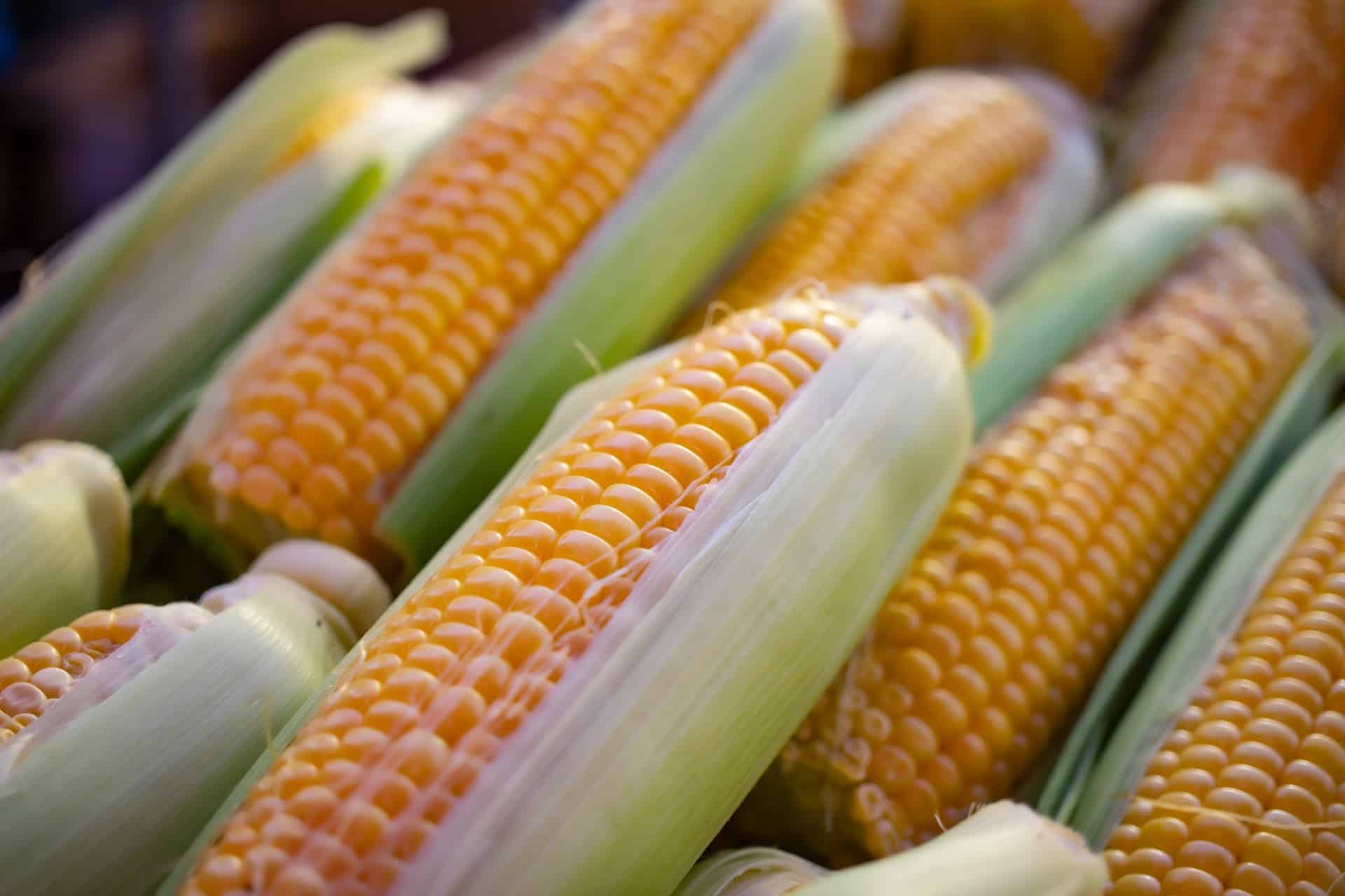 horizontal close up photo of uncooked corn cobs close up. For Clinton County Corn Festival. Image: https://unsplash.com/photos/HE_MjmWh9eQ