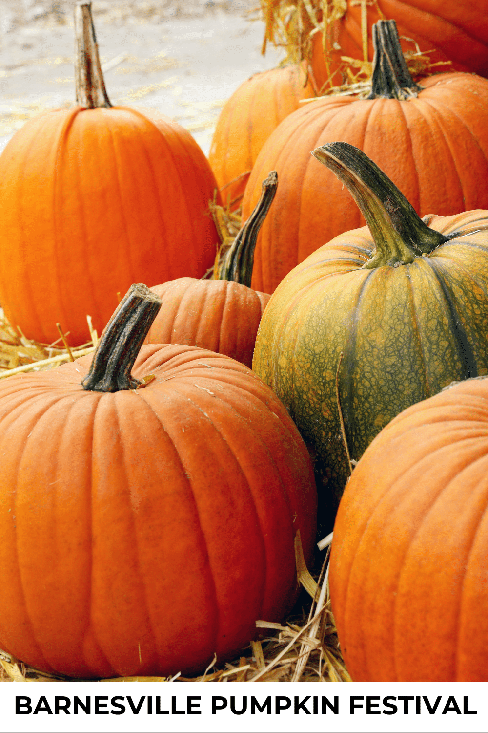 vertical image with some pumpkins and a white strip at the bottom with text Barnesville Pumpkin Festival Image via Canva Pro License