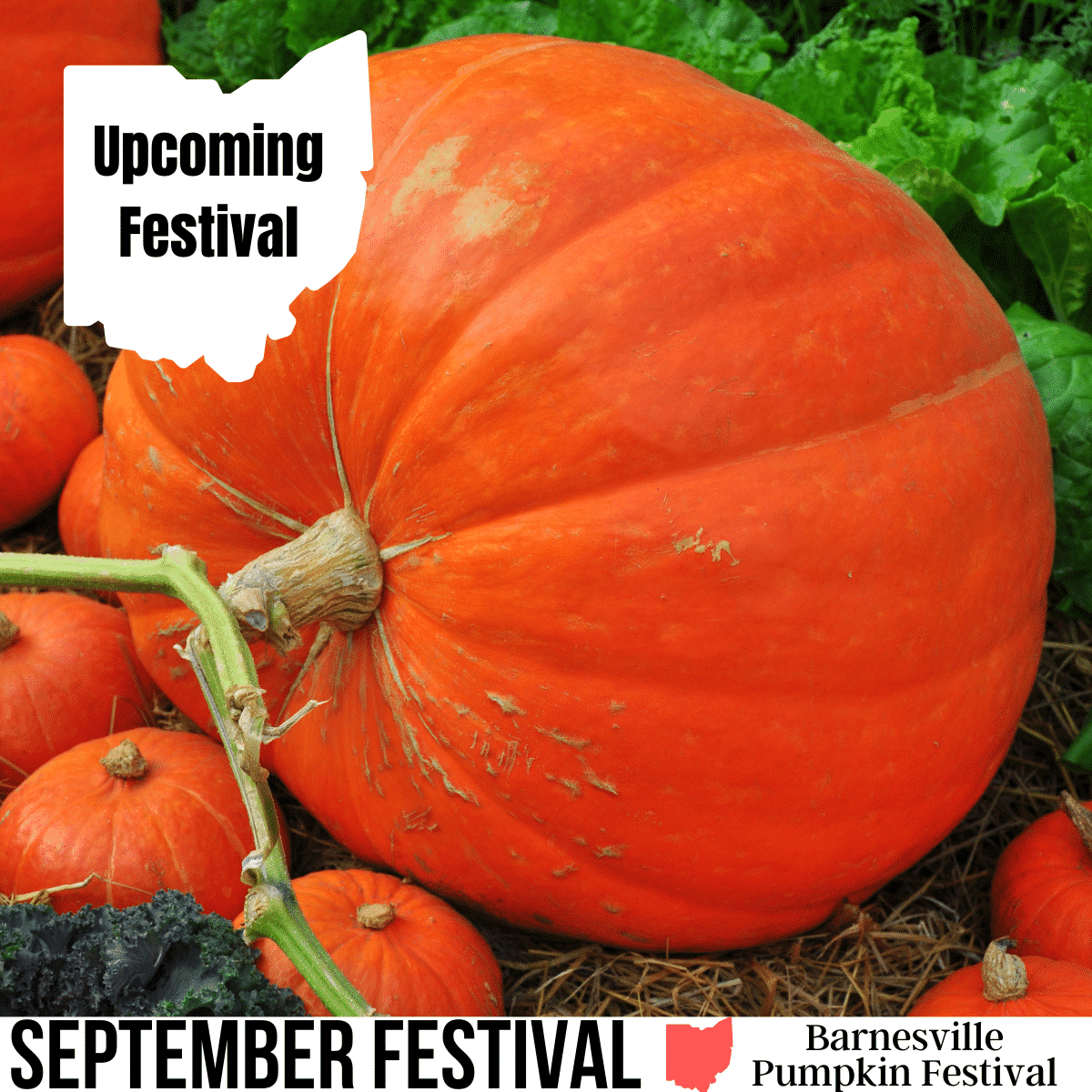 square image with a photo of a giant pumpkin with some smaller pumpkins in front of it. A white strip at the bottom has the text September Festival Barnesville Pumpkin Festival Image via Canva Pro License