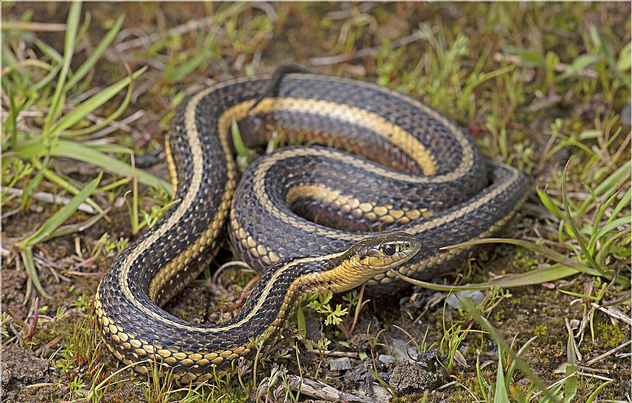 horizontal photo of a Butler's Garter snake in some foliage, twigs, and bark