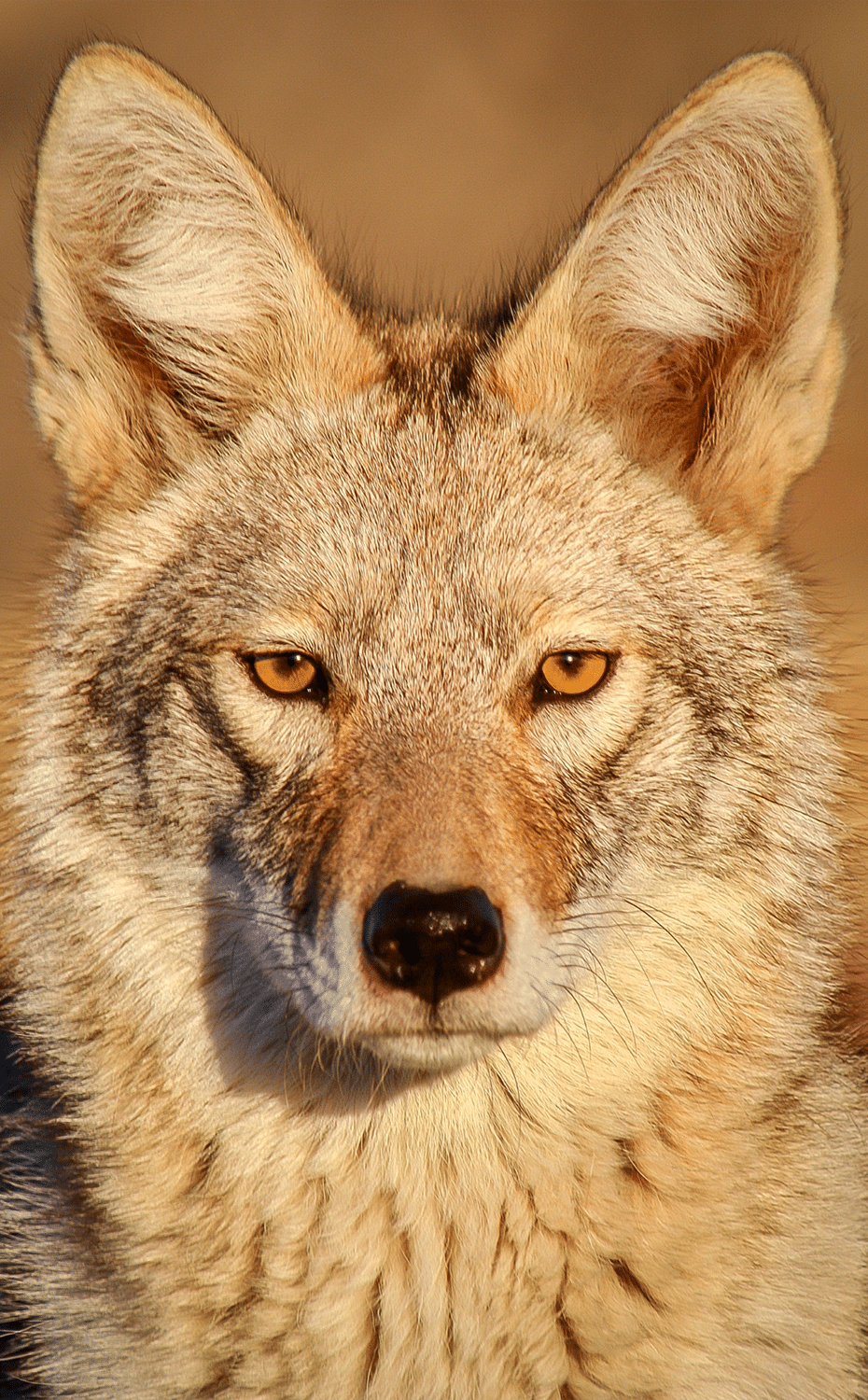 vertical photo of a tan colored coyote with orange eyes and very big ears. Image via Canva pro license