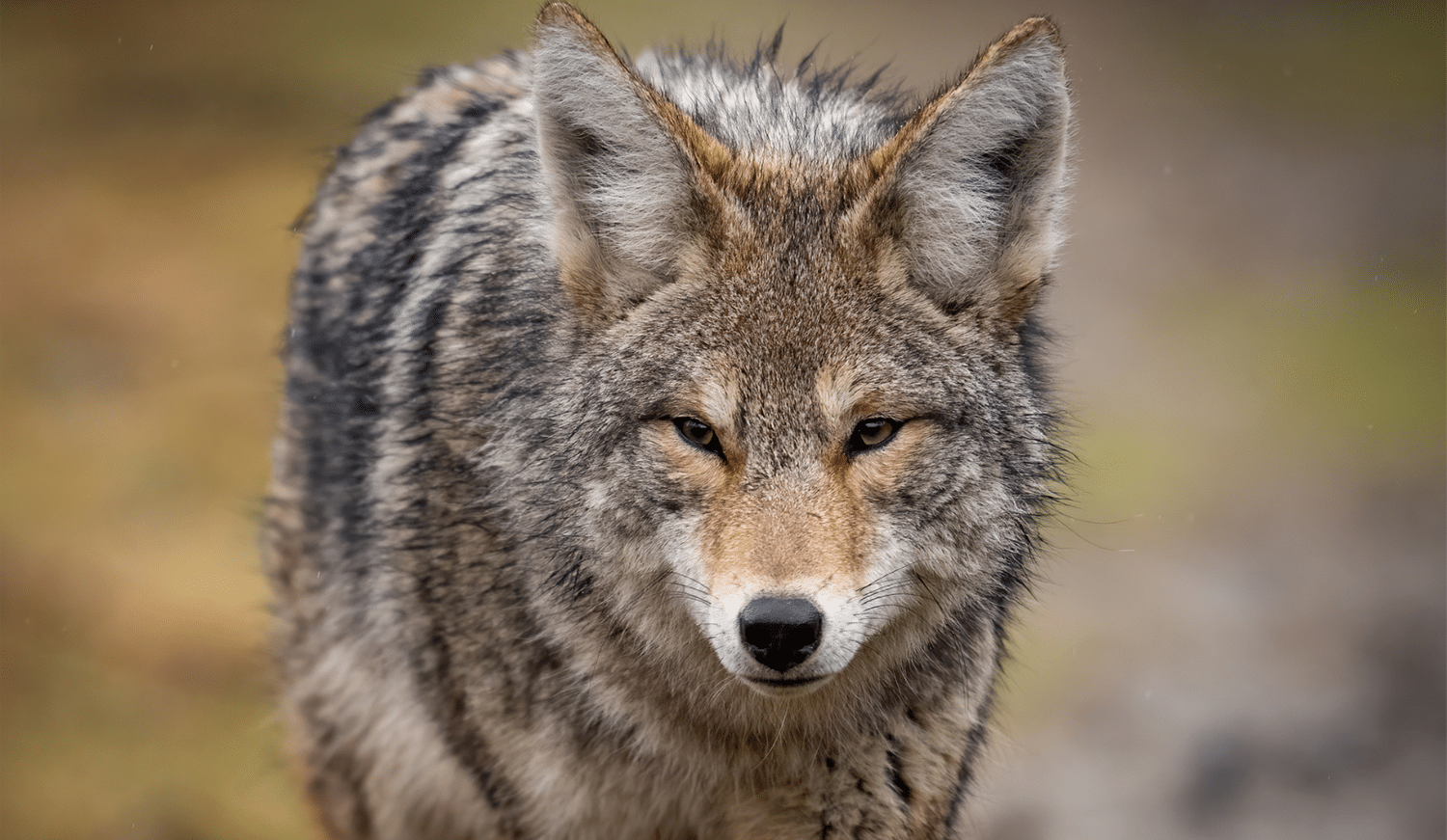 horizontal photo of a gray coyote walking. With a very blurred background. Image via Canva pro license