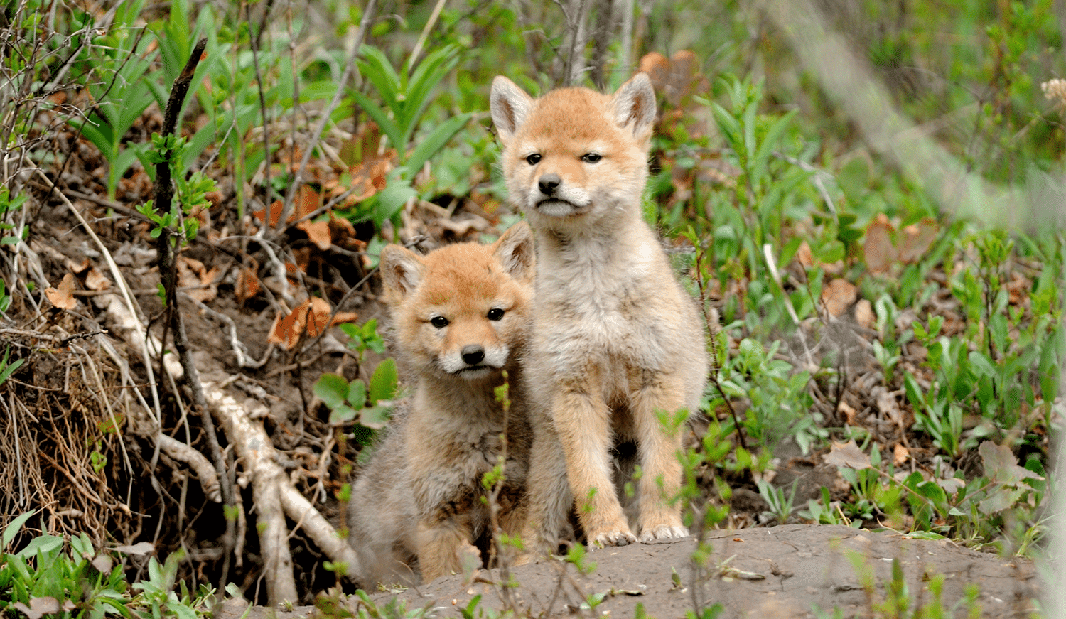 horizontal photo of two coyote pups both sitting in some foliage. Image via Canva pro license