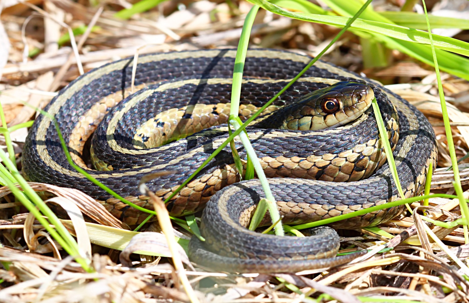 horizontal photo of an Eastern Garter snake in some dead and living foliage