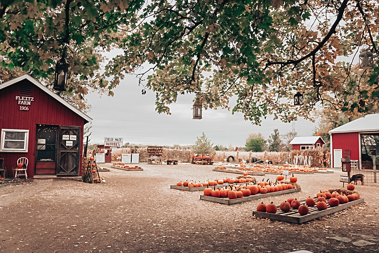 horizontal photo of the Fleitz Farm craft shop with orange pumpkin displays, a sign that shows where the field maze and hayrides are, and some other red buildings in the background. Image courtesy of Fleitz Pumpkin Farm