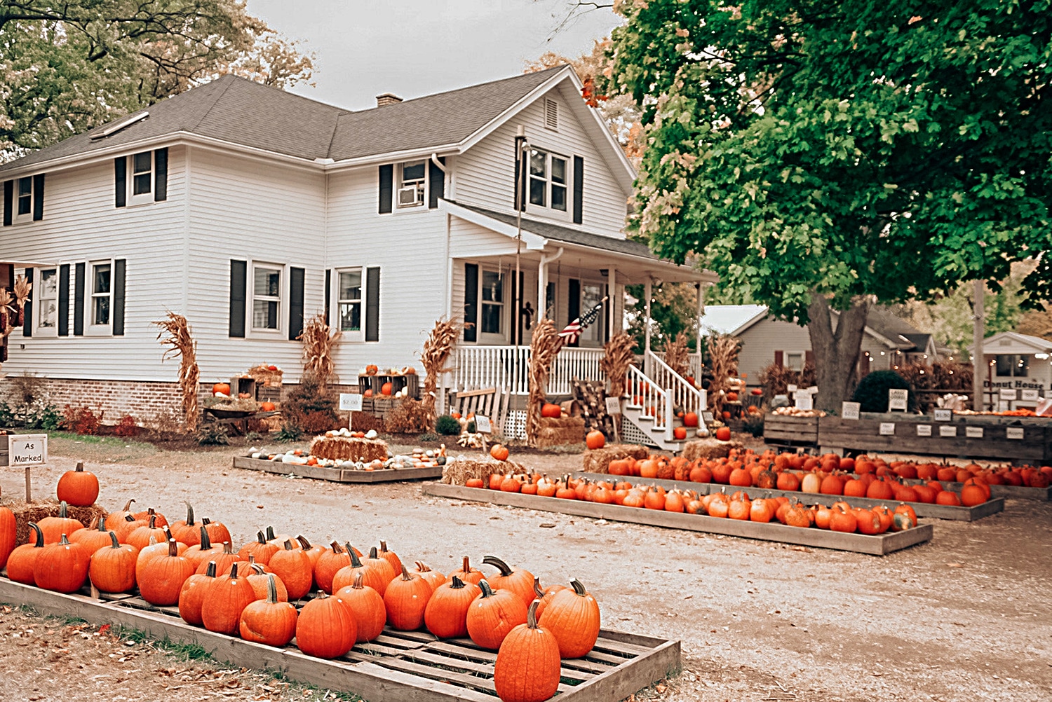 horizontal photo of Fleitz Farm with displays of orange pumpkins in front of it. Image courtesy of Fleitz Pumpkin Farm