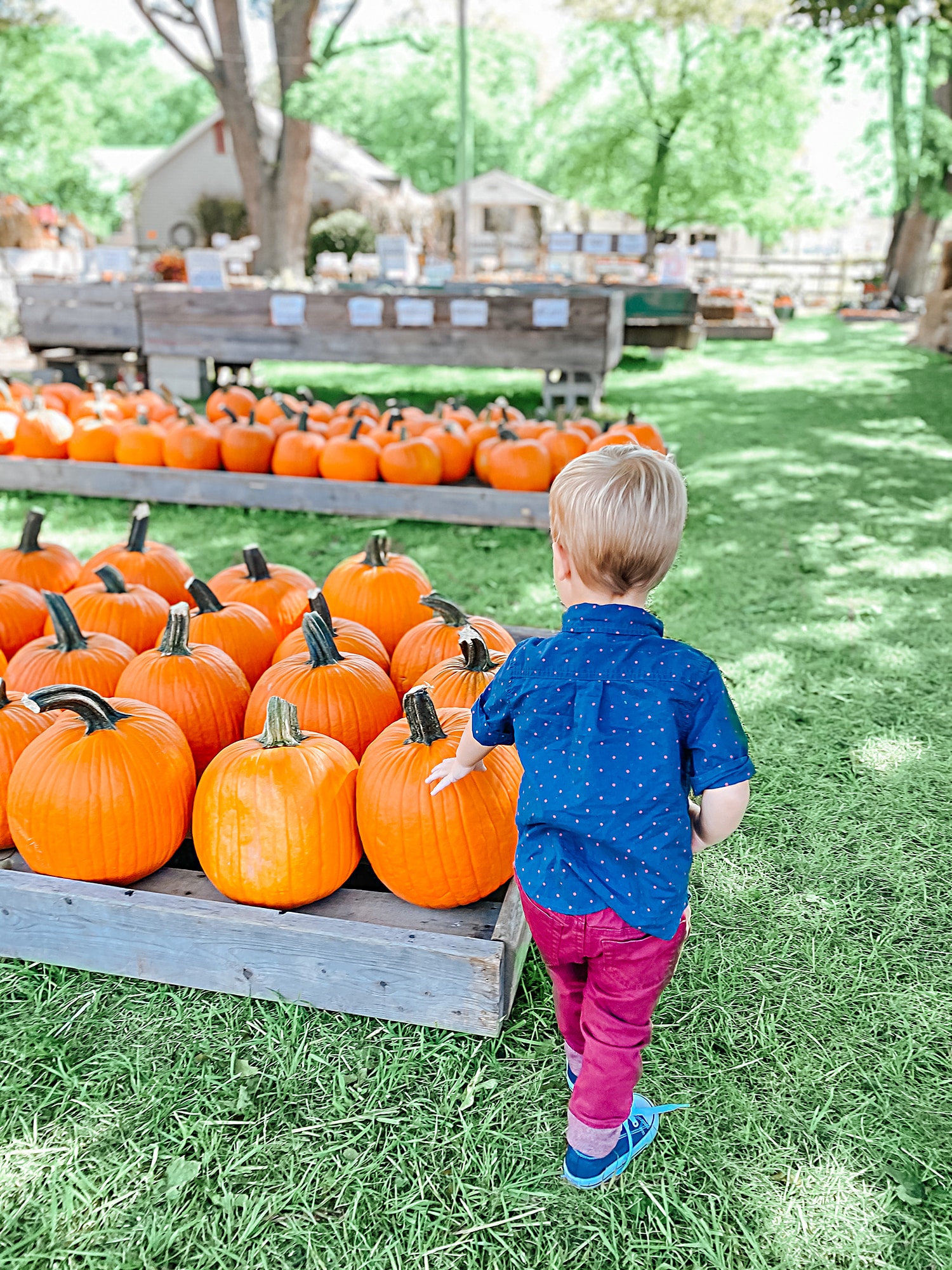 vertical photo of a young boy by a display of orange pumpkins with buildings and trees in the background. Image courtesy of Fleitz Pumpkin Farm