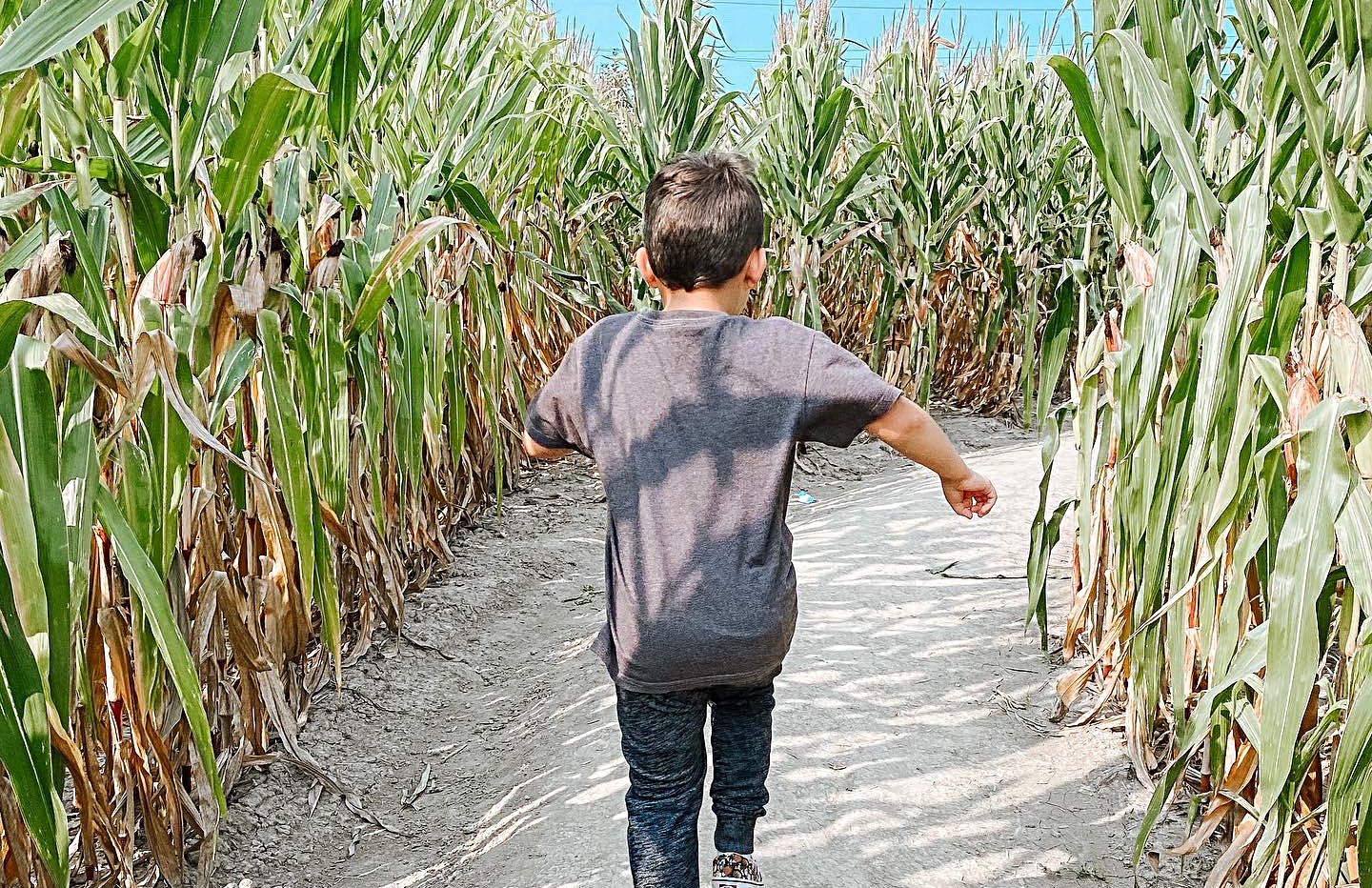 horizontal photo of a young boy walking through the corn maze at Fleitz Pumpkin Farm. Image courtesy of Fleitz Pumpkin Farm