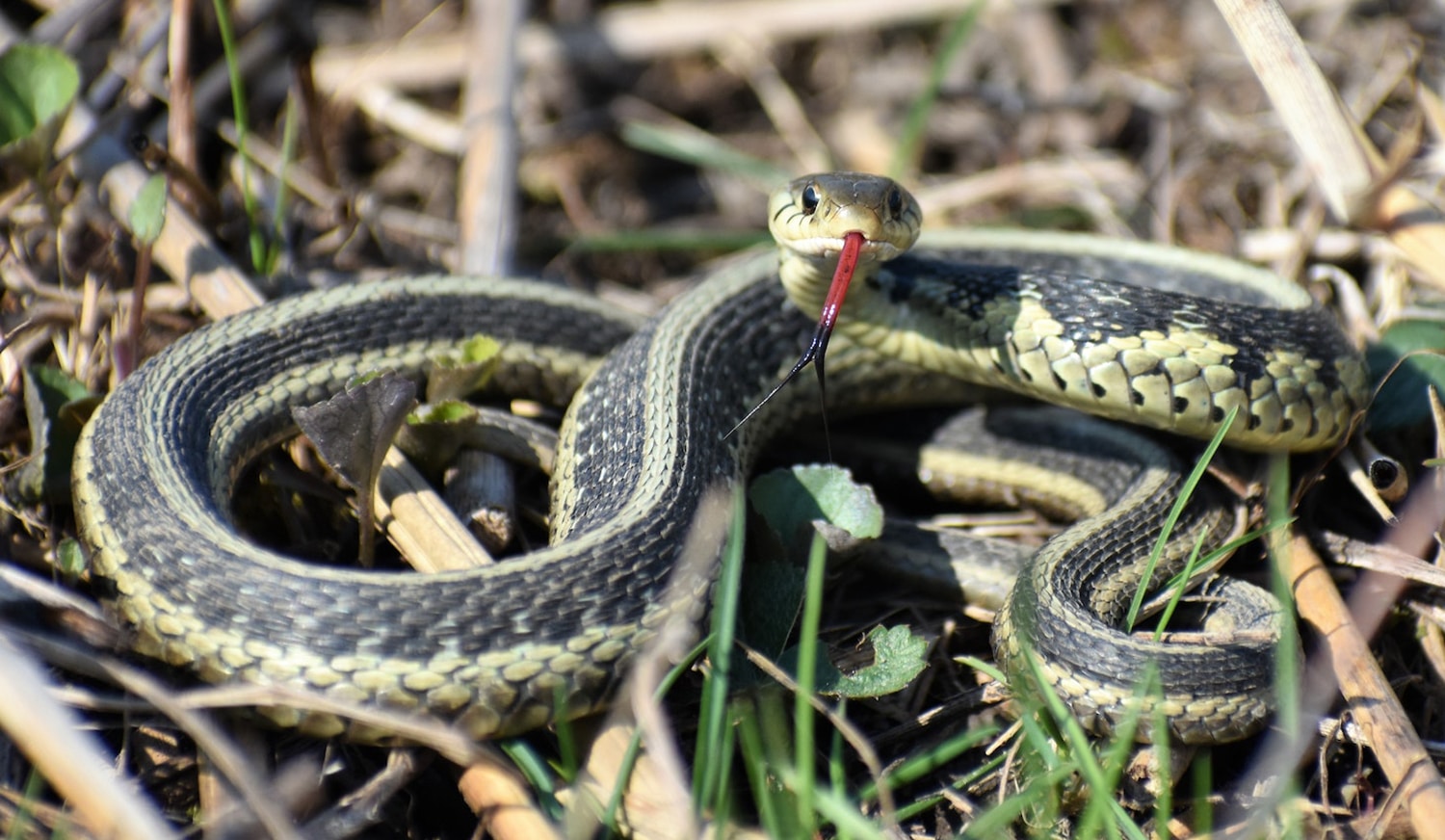 horizontal photo of a garter snake in both dead and green foliage, the snake has its head up and its body coiled. Image via pexels