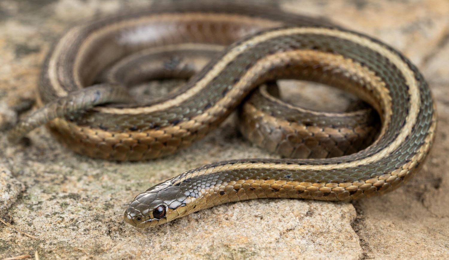 photo of a shorthead garter snake coiled on rocky ground. Image via Wikimedia Commons
