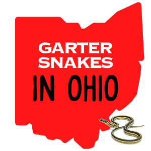 Square image with a large red map of ohio with the text garter snakes in ohio. There is a garter snake image in the bottom right corner.