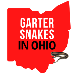 Garter Snakes in Ohio