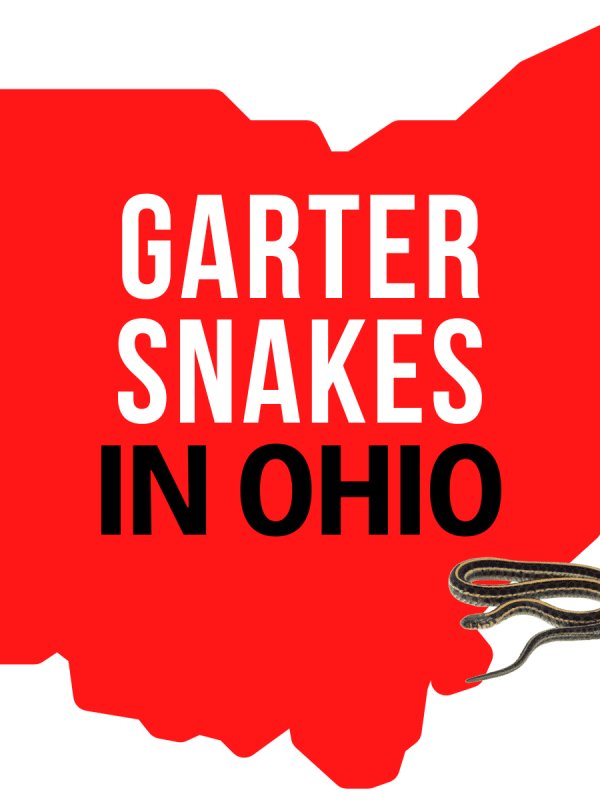 Garter Snakes in Ohio