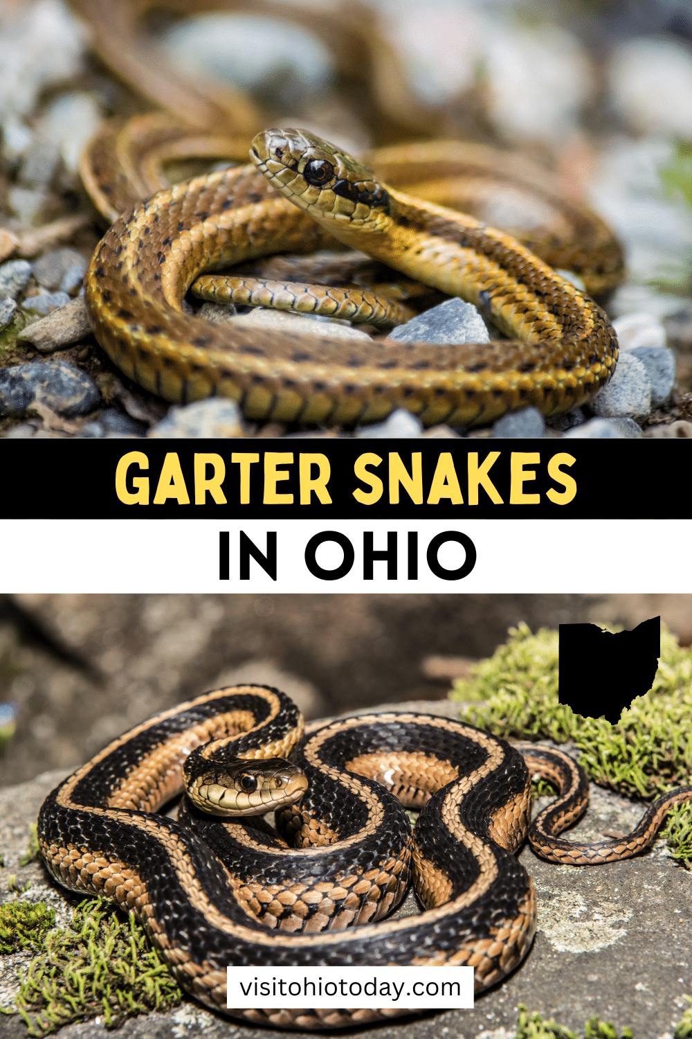Ohio has some amazing wildlife, and this includes wildlife of the reptilian nature. Garter snakes have been at home in Ohio for centuries, and in this article we feature 5 garter snakes that you may find when you´re out and about.