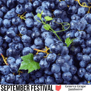 square image with a photo of purple grapes and a little grape vine and a few leaves visible. A white strip at the bottom has the text September Festival Geneva Grape Jamboree Image via Canva pro license