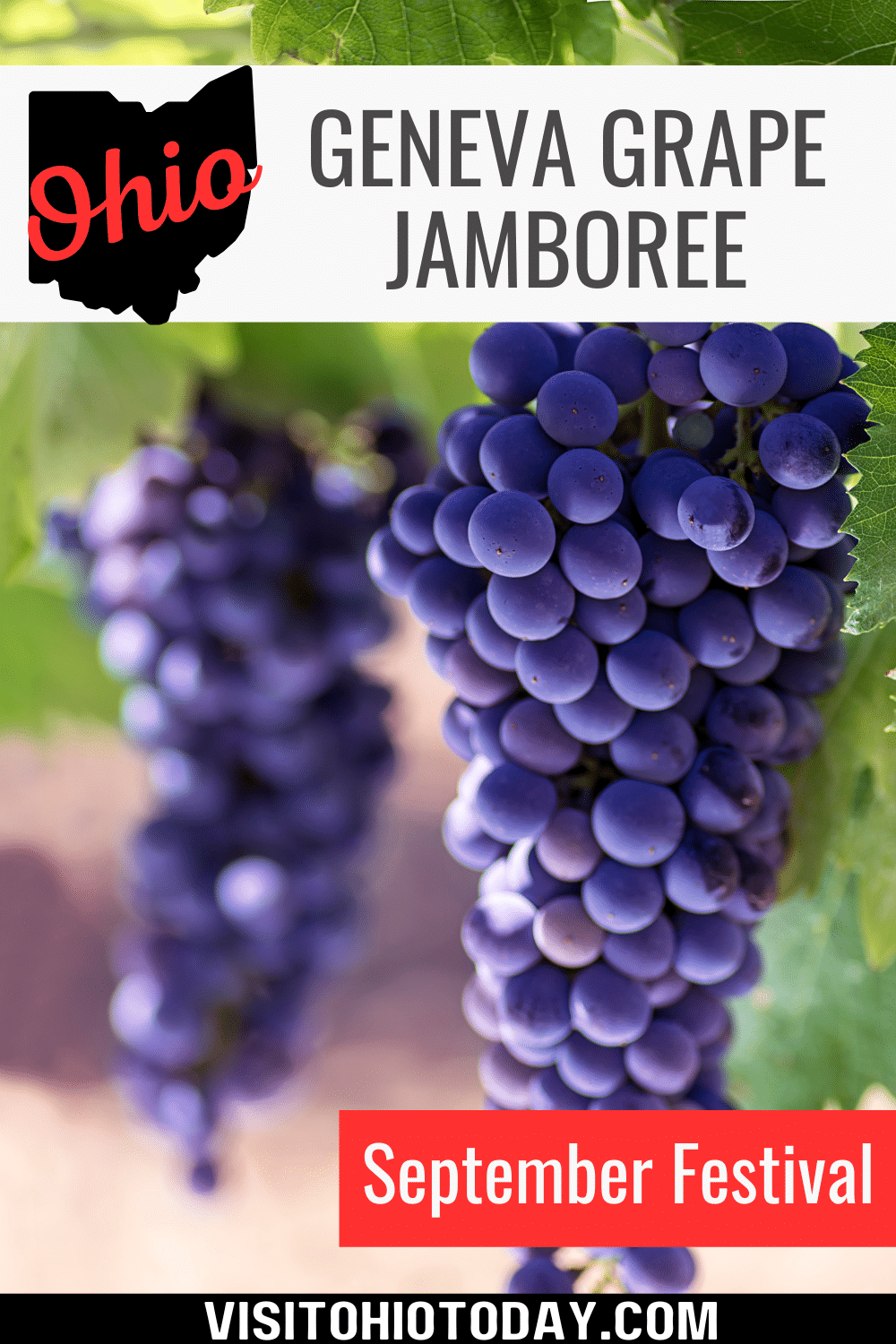 The Geneva Grape Jamboree takes place on the last full weekend in September - 23 and 24, 2023. A celebration of the grape harvest in the Geneva area where more than 50% of Ohio’s grapes are grown. Grapes, grape juice, grape pies, wine, and various other products are available for visitors to taste.