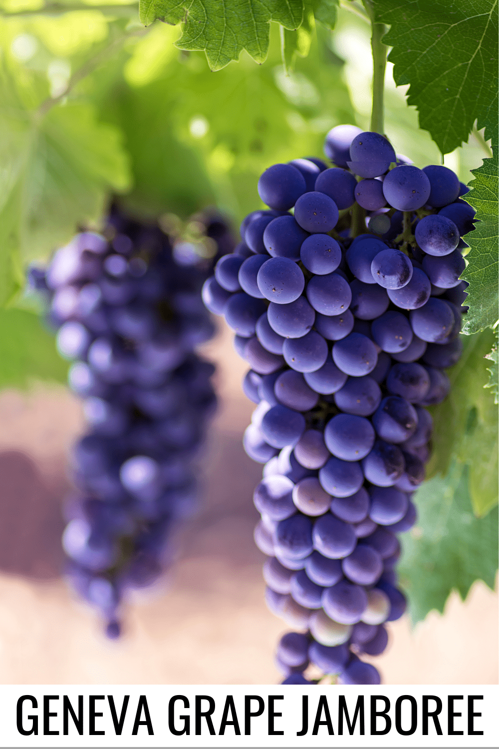 vertical image with a photo of purple bunches of grapes hanging on the vine. A white strip at the bottom has the text Geneva Grape Jamboree Image via Canva pro license