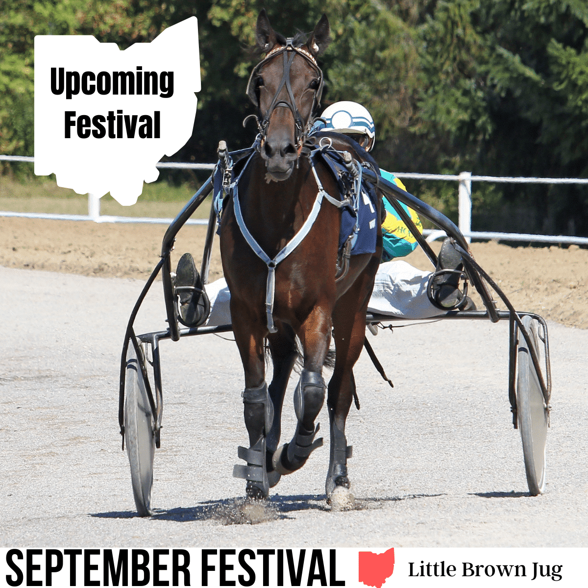square image with a close up photo of a harnessed horse. A white strip at the bottom has the text September Festival Little Brown Jug. Image via Canva pro license