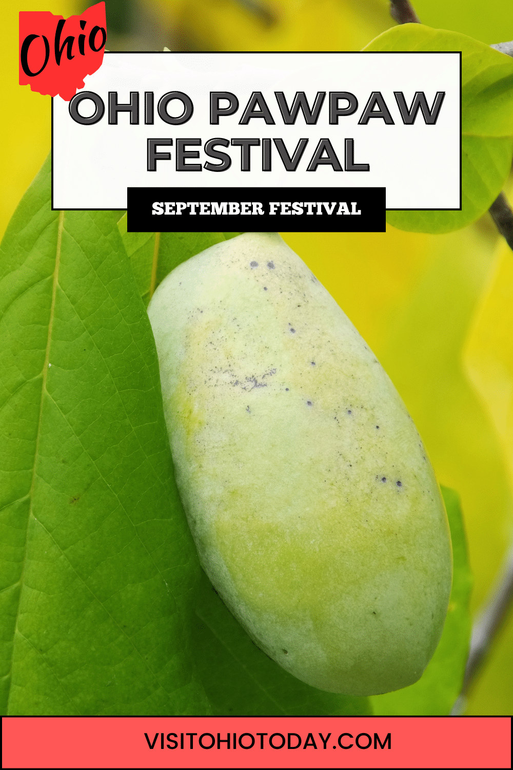 The Ohio Pawpaw Festival, scheduled for September 15 to 17, 2023, celebrates the native tree fruit with pawpaw-inspired food and drinks.